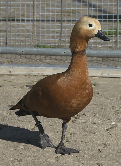 人与休斯顿